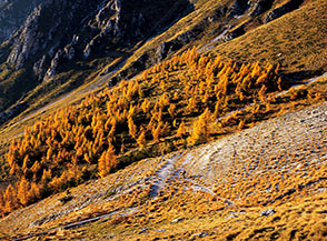 La macchia di larici in Valle Portella.