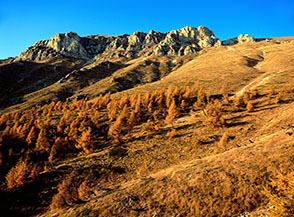 Macchia di larici autunnali, ultimo lembo di bosco nel Vallone della Portella.