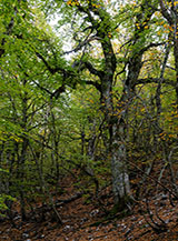 Nella faggeta di Valle Pelata.