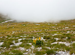 Una solitaria Genziana maggiore o lutea (Gentiana lutea L.) guarda risalire la nebbia sul Vallone della Portella.