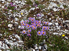 Fioritura di Astro alpino (Aster alpinus L.) alla Sella del Cefalone.