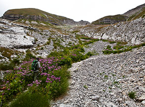 Fioritura di Cavolaccio meridionale (Adenostyles alpina subsp. australis) nel solco centrale dell&rsquo;Alta Val Maone.