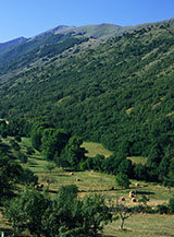 La Valle del Rio e sulla dx la cresta del Monte Orsello.
