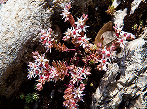 Fiori di Borracina bianca (Sedum album L.) tra le pietre sui prati di le Iannole.