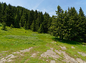Radura ai margini del bosco lungo la discesa verso Pian di Novello.