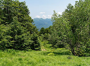 Scorcio lungo la pista verso Pian di Novello.