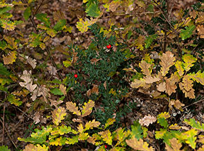 Agrifoglio nel bosco autunnale (Poggio di Corviano).