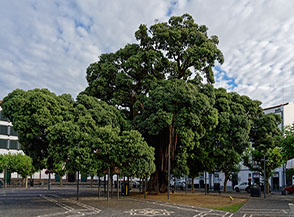 L&rsquo;albero pi&ugrave; famoso di Ponta Delgada: una colossale Metrosideros excelsa, detta Albero di Natale della Nuova Zelanda o Albero di ferro (Campo San Francisco).