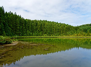 &ldquo;Criptomerie allo specchio&ldquo; (Lagoa do Canario).