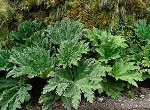 Le grandi foglie palmate della Gunnera Insignis, volgarmente conosciuta come 	Ombrellone del Povero Uomo.