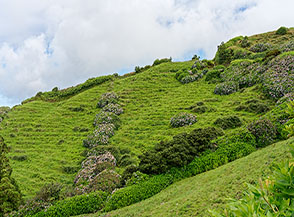 Ortensie tra i verdi pascoli del rilievo di Grota da Cova.