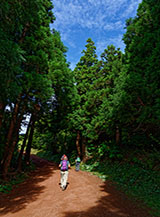 Nel bosco di criptomerie (Tasso giapponese) verso Ponta dos Rosais.