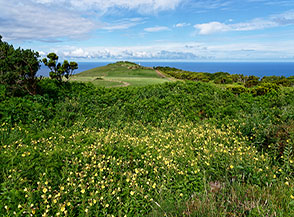 Fioritura di Enagra di Glaziou (Oenothera glazioviana Micheli) in vista di Ponta dos Rosais e del suo faro.