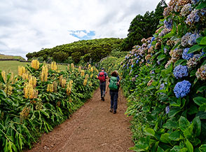 Fra siepi in fiore di 	Giglio ghirlanda o Zenzero Kahila ed Ortensia sulla pista verso la Riserva forestale di Sete Fontes.