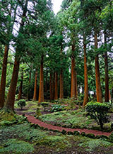 Tra le grandi criptomerie (Tasso giapponese) del giardino forestale di Sete Fontes.