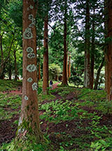Tra le grandi criptomerie (Tasso giapponese) del giardino forestale di Sete Fontes.