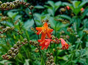 I fiammeggianti fiori del Fuoco del diavolo (Crocosmia &times; crocosmiiflora Lemoine).