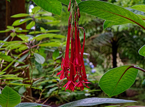 I bellissimi grappoli floreali della Fuchsia boliviana (Fuchsia boliviana).