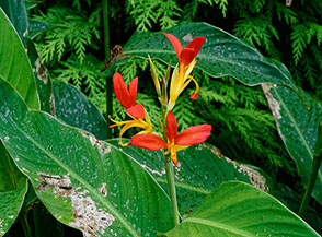 Fiori di Canna d&rsquo;India (Canna indica L.).