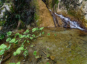 Giovani foglie di Farfaraccio maggiore nella vasca ai piedi della Cascata delle Vallocchie.