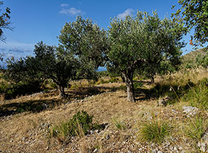 Scorcio tra gli ulivi (Costa degli Infreschi).