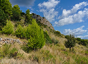Giovani pini d&rsquo;Aleppo (Pinus halepensis Mill.) a Costa degli Infreschi.