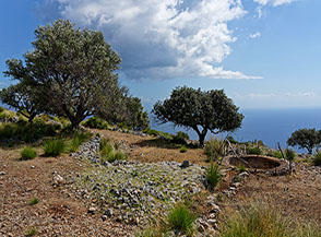 Pozzo-cisterna con ulivi (Costa degli Infreschi).