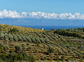 Uliveto (Costa degli Infreschi).