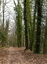 Un tratto della Via Francigena al Lago di Vico.