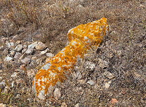 Particolare di un cippo in pietra fra i campi di Cala d&rsquo;Oliva.