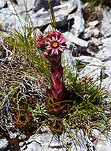 Fioritura di Semprevivo maggiore (Sempervivum tectorum L.) sulla Cresta Nord-Est di Colle delle Trincere.