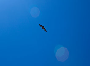 Grifone volteggia sopra la Riserva Naturale della Biosfera di Dana.