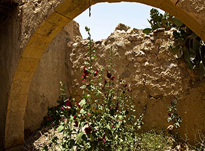 Sanguigne fioriture di malva fra le case diroccate del Villaggio di Dana.