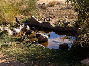 Uccelli si abbeverano alla piccola sorgente nei pressi del Rummana Camp nella Riserva Naturale della Biosfera di Dana.