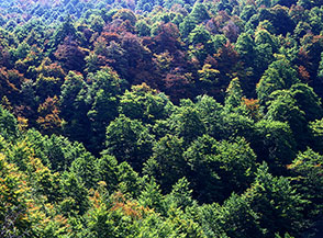 &ldquo;Timidamente Autunno&rdquo; (il bosco della Valle Cervara si tinge dei primi colori autunnali).