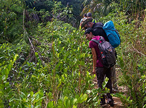 Tra siepi di Coco plum lungo il Salazie Trail.