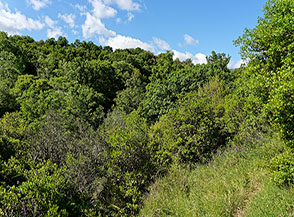 All&rsquo;inizio dell&rsquo;itinerario uno scorcio sul boscoso Fosso del Vesca.