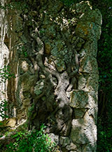 &ldquo;Avvinti per la vita&ldquo; (un albero cresciuto avviluppato sui ruderi del Castello dei De Vico).