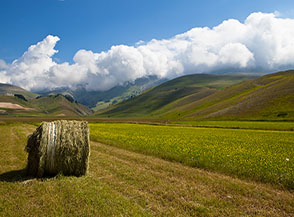 Sui campi di Piano Perduto a Castelluccio di Norcia.