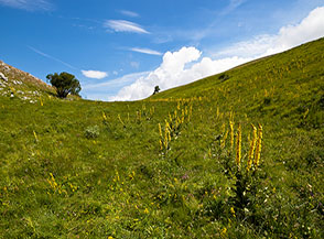 Fioritura di Verbasco o Tasso-barbasso (Verbascum thapsus) nei pressi de la Macchietta.