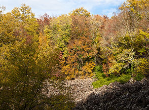 Scorcio sul bosco che borda la pila (cratere che si forma con il collasso dei sottostanti condotti lavici svuotati) di Rosacrepante.
