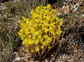 Un solare mazzetto di fiori di Borracina acre (Sedum acre L.) alla testa del Vallone di Capra Morta.