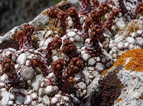 Il caratteristico assembramento delle rosette del Semprevivo ragnateloso (Sempervivum arachnoideum L., Coppo di Camporotondo Centrale).