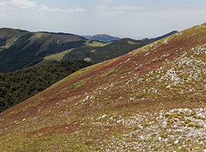 Una diffusa fioritura di Aglio delle biscie (Allium sphaerocephalon L.) tinge di rosso i prati della Serra del Campitello.
