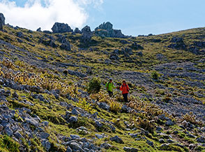 Fioritura di Carlina bianca (Carlina acaulis L.) sul sentiero che ci riporta in Valle Lattara.