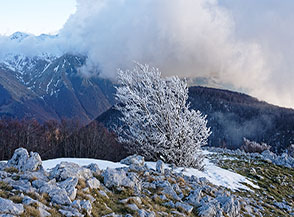 Arbusto di faggio glassato dalla galaverna (Cresta Sud-Est di Serra Traversa).