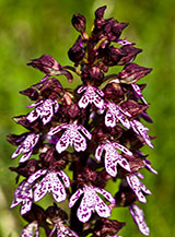 Fiori di Orchidea maggiore (Orchis purpurea Hudson) lungo il sentiero che sale dal Fontanile San Tommaso nella Valle dei Curti.