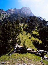 Il bosco alla testata di Valle Piana.