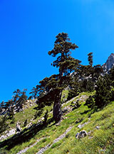Maestosi pini loricati nel canalone alla testata di Valle Piana.