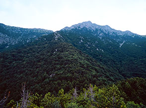 Le boscose pendici della Cresta Sud di Serra Dolcedorme (sullo sfondo).